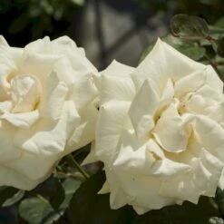 'White Nights'™ Rosa X 'White Nights'™ (Slyngrose) A-Kvalitet,- Barrods Roser Min. 3 Grene 10 'White Nights'™ Rosa X 'White Nights'™ (Slyngrose) A-Kvalitet,- Barrods Roser Min. 3 Grene -Osmoz Naturens Butik p1920 52266 rosa x white nights slyngrose 2d54