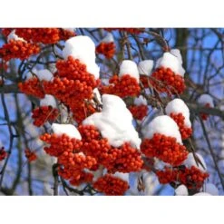 Almindelig Røn Sorbus Aucuparia Potte 7,5 Liter 175-200 Cm. -Osmoz Naturens Butik p1941 8186 sorbus aucuparia 3f54