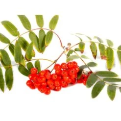Almindelig Røn Sorbus Aucuparia Potte 7,5 Liter 175-200 Cm. -Osmoz Naturens Butik p1941 8187 sorbus aucuparia b7f7