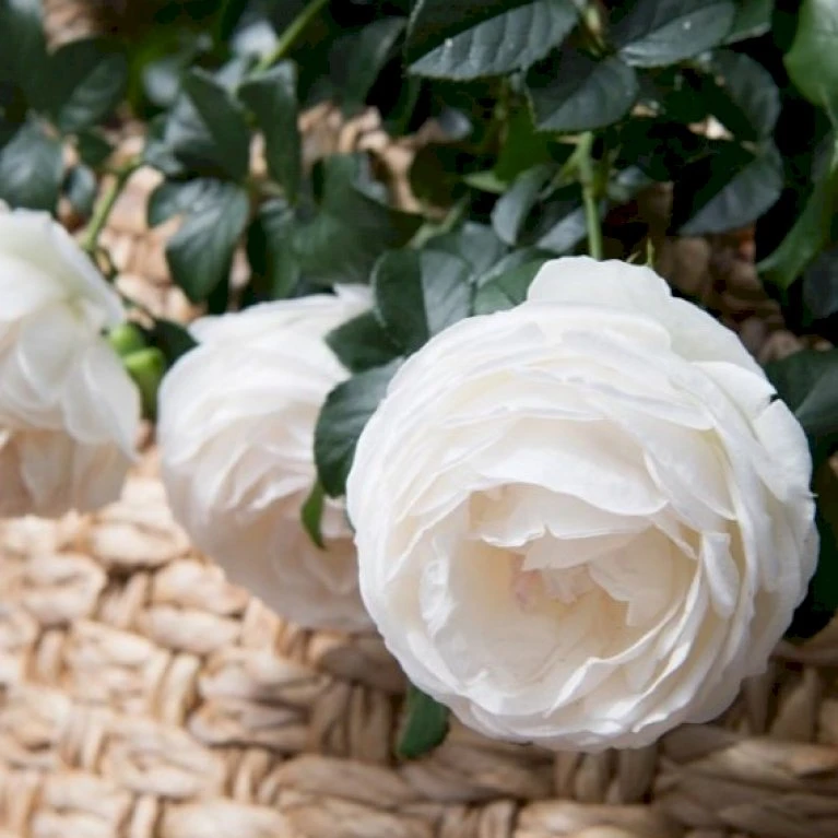 'Friheden'™ Rosa X 'Friheden'™ (Buketrose) A-Kvalitet,- Barrods Roser Min. 3 Grene 3 'Friheden'™ Rosa X 'Friheden'™ (Buketrose) A-Kvalitet,- Barrods Roser Min. 3 Grene