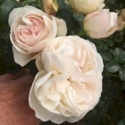 'Friheden'™ Rosa X 'Friheden'™ (Buketrose) A-Kvalitet,- Barrods Roser Min. 3 Grene 14 'Friheden'™ Rosa X 'Friheden'™ (Buketrose) A-Kvalitet,- Barrods Roser Min. 3 Grene -Osmoz Naturens Butik p19464 51276 rosa x friheden buketrose bdf0