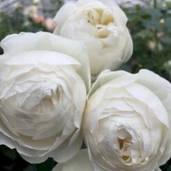 'Friheden'™ Rosa X 'Friheden'™ (Buketrose) A-Kvalitet,- Barrods Roser Min. 3 Grene 16 'Friheden'™ Rosa X 'Friheden'™ (Buketrose) A-Kvalitet,- Barrods Roser Min. 3 Grene -Osmoz Naturens Butik p19464 51278 rosa x friheden buketrose a570