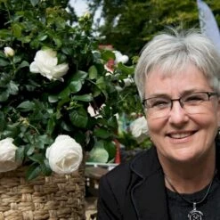 'Friheden'™ Rosa X 'Friheden'™ (Buketrose) A-Kvalitet,- Barrods Roser Min. 3 Grene 18 'Friheden'™ Rosa X 'Friheden'™ (Buketrose) A-Kvalitet,- Barrods Roser Min. 3 Grene -Osmoz Naturens Butik p19464 51280 rosa x friheden buketrose 607c