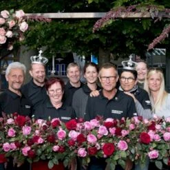 'Friheden'™ Rosa X 'Friheden'™ (Buketrose) A-Kvalitet,- Barrods Roser Min. 3 Grene 19 'Friheden'™ Rosa X 'Friheden'™ (Buketrose) A-Kvalitet,- Barrods Roser Min. 3 Grene -Osmoz Naturens Butik p19464 51281 rosa x friheden buketrose a785