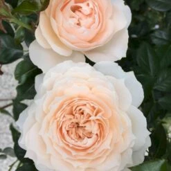 'Fru Nørby'™ Rosa X 'Fru Nørby'™ (Buketrose) A-Kvalitet,- Barrods Roser Min. 3 Grene -Osmoz Naturens Butik p19465 51497 rosa x fru noerby buketrose 95a1