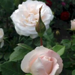 'Fru Nørby'™ Rosa X 'Fru Nørby'™ (Buketrose) A-Kvalitet,- Barrods Roser Min. 3 Grene -Osmoz Naturens Butik p19465 51498 rosa x fru noerby buketrose 72f4