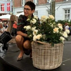 'Fru Nørby'™ Rosa X 'Fru Nørby'™ (Buketrose) A-Kvalitet,- Barrods Roser Min. 3 Grene -Osmoz Naturens Butik p19465 51499 rosa x fru noerby buketrose 28e0