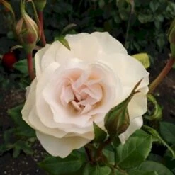 'Fru Nørby'™ Rosa X 'Fru Nørby'™ (Buketrose) A-Kvalitet,- Barrods Roser Min. 3 Grene -Osmoz Naturens Butik p19465 51501 rosa x fru noerby buketrose 2d4d