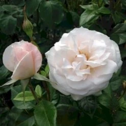 'Fru Nørby'™ Rosa X 'Fru Nørby'™ (Buketrose) A-Kvalitet,- Barrods Roser Min. 3 Grene -Osmoz Naturens Butik p19465 51502 rosa x fru noerby buketrose 7653