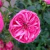 'Lise Nørgaard'™ Rosa X 'Lise Nørgaard'™ (Buketrose) A-Kvalitet,- Barrods Roser Min. 3 Grene -Osmoz Naturens Butik p19466 51604 rosa x lise noergaard buketrose 71d4
