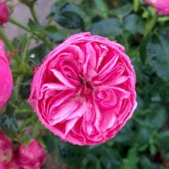 'Lise Nørgaard'™ Rosa X 'Lise Nørgaard'™ (Buketrose) A-Kvalitet,- Barrods Roser Min. 3 Grene