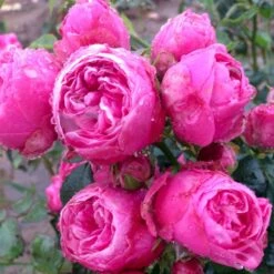 'Lise Nørgaard'™ Rosa X 'Lise Nørgaard'™ (Buketrose) A-Kvalitet,- Barrods Roser Min. 3 Grene -Osmoz Naturens Butik p19466 51605 rosa x lise noergaard buketrose d7e8