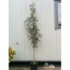 Japansk Røn Sorbus Commixta Heister 175-200 Cm. Med Potte -Osmoz Naturens Butik p1947 8277 sorbus commixta 524c