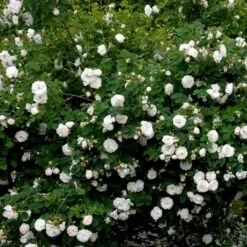 'Maxima' (syn. White Rose Of York) Rosa Alba 'Maxima' (Albarose) A-Kvalitet,- Barrods Roser Min. 3 Grene -Osmoz Naturens Butik p19480 52462 rosa alba maxima albarose be17
