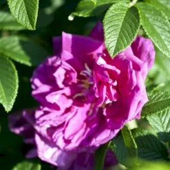 Rynket Rose 'Roseraie De L'Hay' Rosa Rugosa 'Roseraie De L'Hay' A-Kvalitet,- Barrods Roser Min. 3 Grene