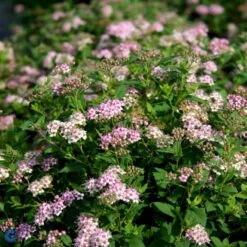 Spiræa 'Little Princess' Spiraea Jap. 'Little Princess' Potte 2,0 Liter,- 25-30 Cm. 10 Spiræa 'Little Princess' Spiraea Jap. 'Little Princess' Potte 2,0 Liter,- 25-30 Cm. -Osmoz Naturens Butik p1961 47514 spiraea jap little princess d033