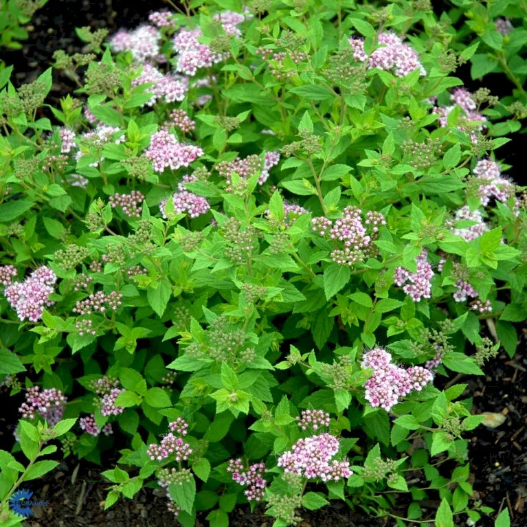Spiræa 'Little Princess' Spiraea Jap. 'Little Princess' Potte 2,0 Liter,- 25-30 Cm. 6 Spiræa 'Little Princess' Spiraea Jap. 'Little Princess' Potte 2,0 Liter,- 25-30 Cm. - Billede 4