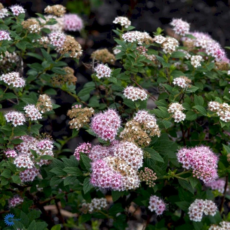 Spiræa 'Little Princess' Spiraea Jap. 'Little Princess' Potte 2,0 Liter,- 25-30 Cm. 7 Spiræa 'Little Princess' Spiraea Jap. 'Little Princess' Potte 2,0 Liter,- 25-30 Cm. - Billede 5