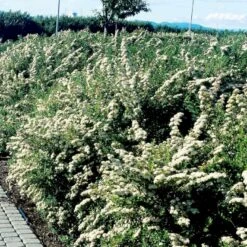 Spiræa 'Snowmound' Spiraea Nipponica 'Snowmound' Plug + 2 års, 50-80 Cm.
