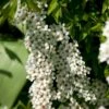Snedrivebusk 'Grefsheim' Spiraea X Cinerea 'Grefsheim' Potte 2,0 Liter,- 40-60 Cm. 2 Snedrivebusk 'Grefsheim' Spiraea X Cinerea 'Grefsheim' Potte 2,0 Liter,- 40-60 Cm. -Osmoz Naturens Butik p1970 47512 spiraea x cinerea grefsheim 9d93