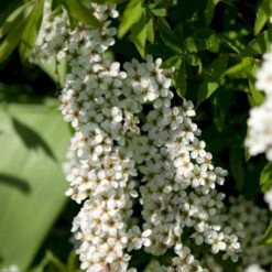 Snedrivebusk 'Grefsheim' Spiraea X Cinerea 'Grefsheim' Potte 2,0 Liter,- 40-60 Cm.