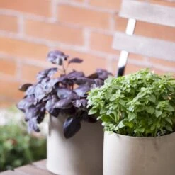 Rød Basilikum 'Rosie' Øko Ocimum Basilicum Var. Purpurascens 'Rosie' Frøpose, Antal Pr. Pakke, Ca. 50 Stk. -Osmoz Naturens Butik p20151 54540 ocimum basilicum var purpurascens rosie 6c15