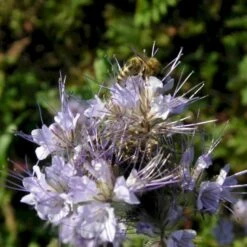 Blå Honningurt Øko Phacelia Tanacetifolia Frøpose, Antal Pr. Pakke, Ca. 40 Stk. -Osmoz Naturens Butik p20213 54699 phacelia tanacetifolia ea45