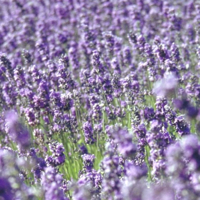 Ægte Lavendel Øko Lavandula Angustifolia Frøpose, Antal Pr. Pakke, Ca. 20 Stk. 4 Ægte Lavendel Øko Lavandula Angustifolia Frøpose, Antal Pr. Pakke, Ca. 20 Stk. - Billede 2