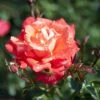'Alexander' Rosa X 'Alexander' (storblomstrende) A-Kvalitet,- Barrods Roser Min. 3 Grene