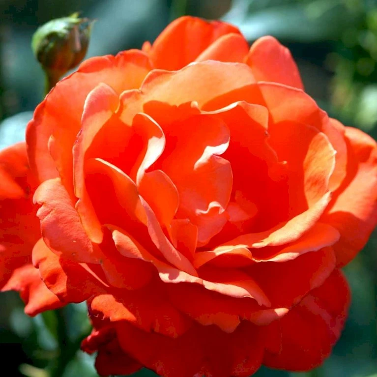 'Alexander' Rosa X 'Alexander' (storblomstrende) A-Kvalitet,- Barrods Roser Min. 3 Grene 6 'Alexander' Rosa X 'Alexander' (storblomstrende) A-Kvalitet,- Barrods Roser Min. 3 Grene - Billede 4