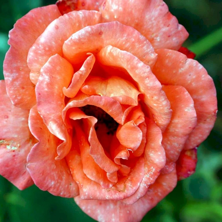 'Alexander' Rosa X 'Alexander' (storblomstrende) A-Kvalitet,- Barrods Roser Min. 3 Grene 7 'Alexander' Rosa X 'Alexander' (storblomstrende) A-Kvalitet,- Barrods Roser Min. 3 Grene - Billede 5