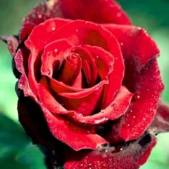 'Barkarole'® Rosa X 'Barkarole'® (Storblomstrende) A-Kvalitet,- Barrods Roser Min. 3 Grene -Osmoz Naturens Butik p2026 51210 rosa x barkarole storblomstrende cb8c