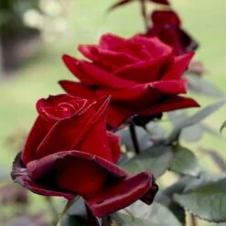 'Barkarole'® Rosa X 'Barkarole'® (Storblomstrende) A-Kvalitet,- Barrods Roser Min. 3 Grene -Osmoz Naturens Butik p2026 53963 rosa x barkarole storblomstrende 02e7