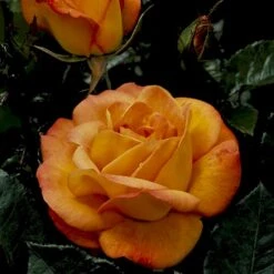 'Bellevue' Rosa X 'Bellevue' (Storblomstrende) A-Kvalitet,- Barrods Roser Min. 3 Grene