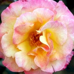'Bellevue' Rosa X 'Bellevue' (Storblomstrende) A-Kvalitet,- Barrods Roser Min. 3 Grene 12 'Bellevue' Rosa X 'Bellevue' (Storblomstrende) A-Kvalitet,- Barrods Roser Min. 3 Grene -Osmoz Naturens Butik p2027 51212 rosa x bellevue storblomstrende 894c