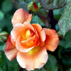 'Bellevue' Rosa X 'Bellevue' (Storblomstrende) A-Kvalitet,- Barrods Roser Min. 3 Grene 13 'Bellevue' Rosa X 'Bellevue' (Storblomstrende) A-Kvalitet,- Barrods Roser Min. 3 Grene -Osmoz Naturens Butik p2027 51213 rosa x bellevue storblomstrende 1b9d