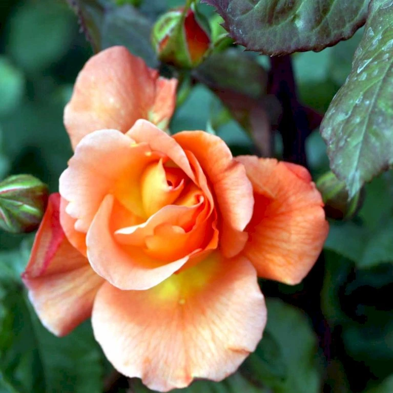 'Bellevue' Rosa X 'Bellevue' (Storblomstrende) A-Kvalitet,- Barrods Roser Min. 3 Grene 6 'Bellevue' Rosa X 'Bellevue' (Storblomstrende) A-Kvalitet,- Barrods Roser Min. 3 Grene - Billede 4