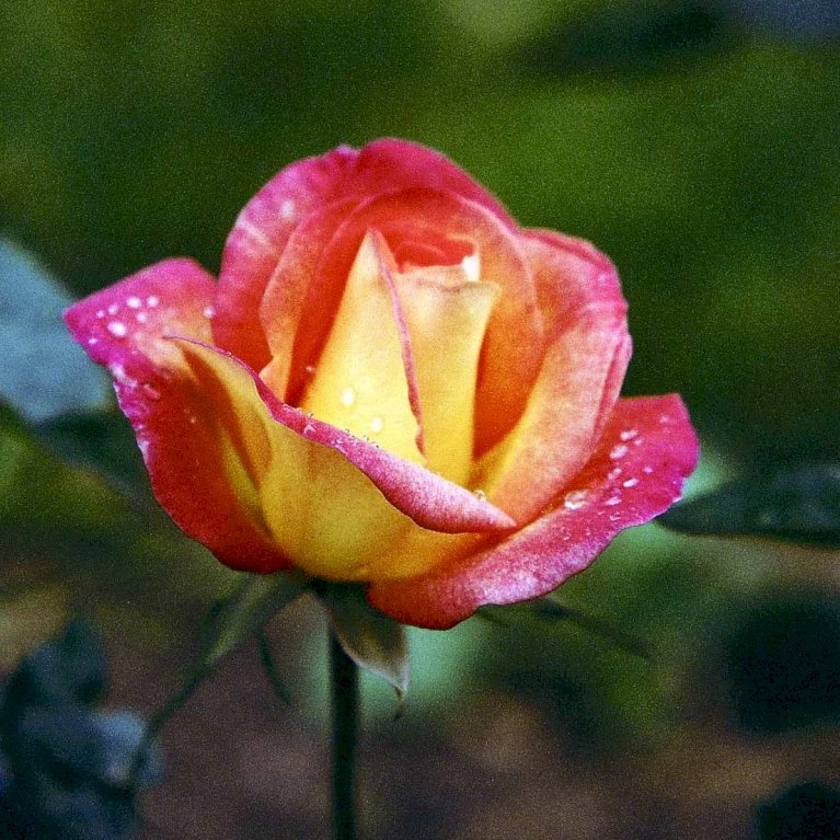 'Bellevue' Rosa X 'Bellevue' (Storblomstrende) A-Kvalitet,- Barrods Roser Min. 3 Grene 7 'Bellevue' Rosa X 'Bellevue' (Storblomstrende) A-Kvalitet,- Barrods Roser Min. 3 Grene - Billede 5