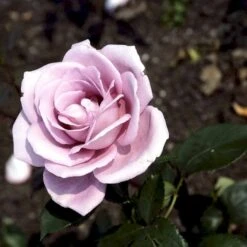 'Blue Moon'® Rosa X 'Blue Moon'® (Storblomstrende) A-Kvalitet,- Barrods Roser Min. 3 Grene 12 'Blue Moon'® Rosa X 'Blue Moon'® (Storblomstrende) A-Kvalitet,- Barrods Roser Min. 3 Grene -Osmoz Naturens Butik p2028 51221 rosa x blue moon storblomstrende d163