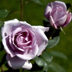'Blue Moon'® Rosa X 'Blue Moon'® (Storblomstrende) A-Kvalitet,- Barrods Roser Min. 3 Grene 13 'Blue Moon'® Rosa X 'Blue Moon'® (Storblomstrende) A-Kvalitet,- Barrods Roser Min. 3 Grene -Osmoz Naturens Butik p2028 51222 rosa x blue moon storblomstrende 5a8a
