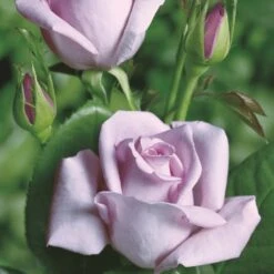 'Blue Moon'® Rosa X 'Blue Moon'® (Storblomstrende) A-Kvalitet,- Barrods Roser Min. 3 Grene 14 'Blue Moon'® Rosa X 'Blue Moon'® (Storblomstrende) A-Kvalitet,- Barrods Roser Min. 3 Grene -Osmoz Naturens Butik p2028 53982 rosa x blue moon storblomstrende 3d99