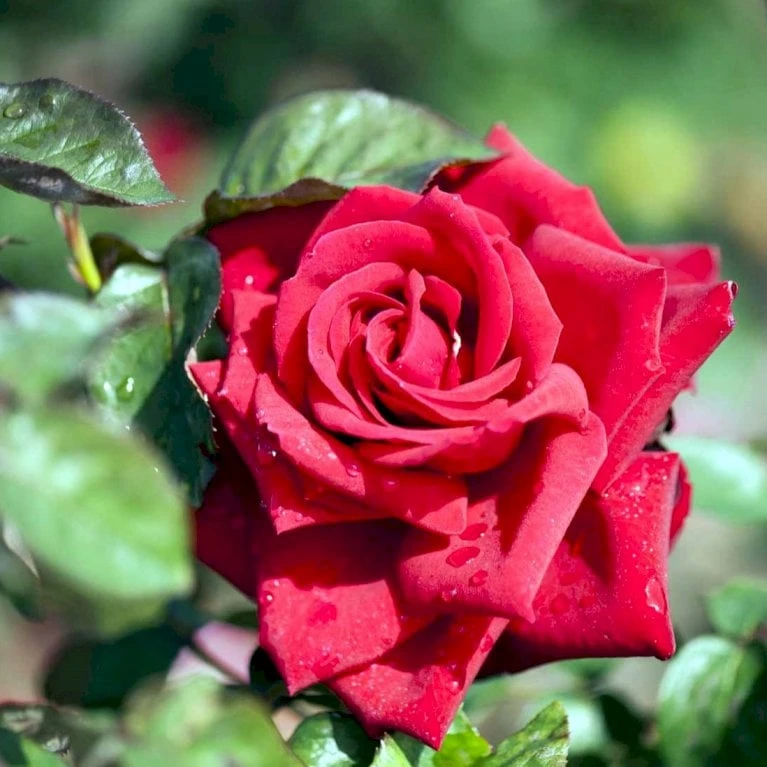 'Burgund 81'® Rosa X 'Burgund 81'® (Storblomstrende) A-Kvalitet,- Barrods Roser Min. 3 Grene 3 'Burgund 81'® Rosa X 'Burgund 81'® (Storblomstrende) A-Kvalitet,- Barrods Roser Min. 3 Grene