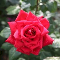 'Burgund 81'® Rosa X 'Burgund 81'® (Storblomstrende) A-Kvalitet,- Barrods Roser Min. 3 Grene 10 'Burgund 81'® Rosa X 'Burgund 81'® (Storblomstrende) A-Kvalitet,- Barrods Roser Min. 3 Grene -Osmoz Naturens Butik p2029 53552 rosa x burgund 81 storblomstrende 0093