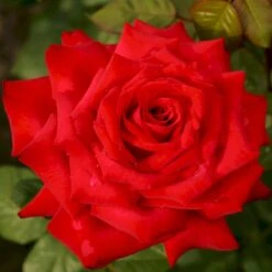 'Burgund 81'® Rosa X 'Burgund 81'® (Storblomstrende) A-Kvalitet,- Barrods Roser Min. 3 Grene 11 'Burgund 81'® Rosa X 'Burgund 81'® (Storblomstrende) A-Kvalitet,- Barrods Roser Min. 3 Grene -Osmoz Naturens Butik p2029 53553 rosa x burgund 81 storblomstrende dfd0