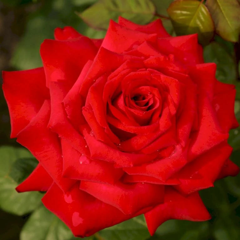 'Burgund 81'® Rosa X 'Burgund 81'® (Storblomstrende) A-Kvalitet,- Barrods Roser Min. 3 Grene 6 'Burgund 81'® Rosa X 'Burgund 81'® (Storblomstrende) A-Kvalitet,- Barrods Roser Min. 3 Grene - Billede 4