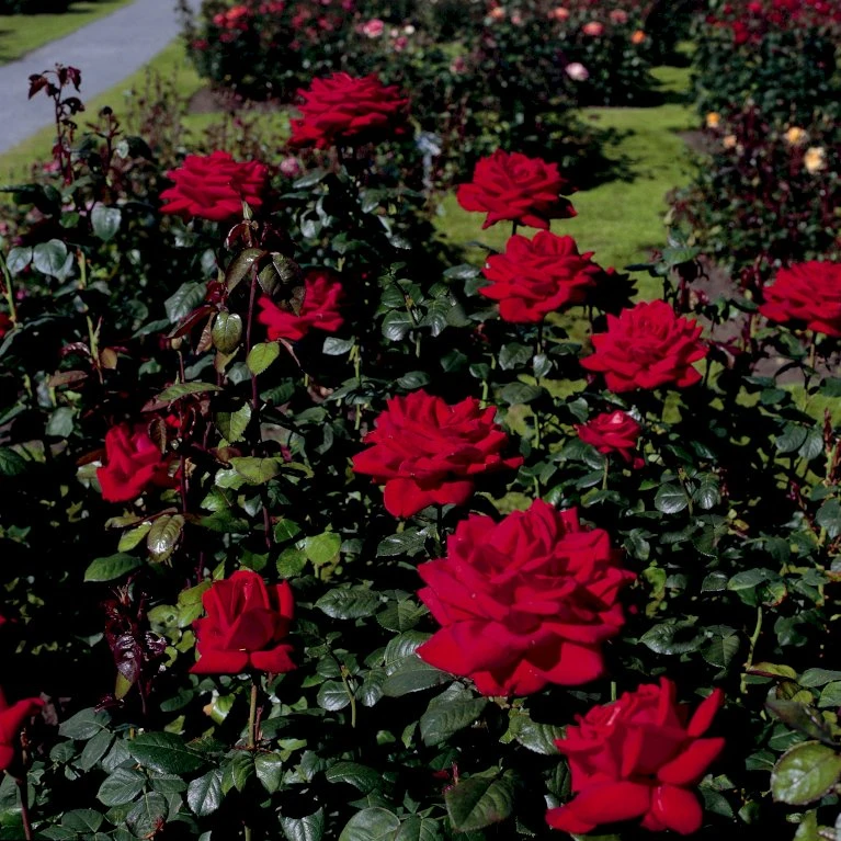 'Burgund 81'® Rosa X 'Burgund 81'® (Storblomstrende) A-Kvalitet,- Barrods Roser Min. 3 Grene 7 'Burgund 81'® Rosa X 'Burgund 81'® (Storblomstrende) A-Kvalitet,- Barrods Roser Min. 3 Grene - Billede 5