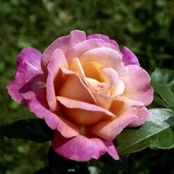 'Chicago Peace' Rosa X 'Chicago Peace' (Storblomstrende) A-Kvalitet,- Barrods Roser Min. 3 Grene -Osmoz Naturens Butik p2032 51229 rosa x chicago peace storblomstrende d539