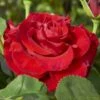 'Courage'™ Rosa X 'Courage'™ (Storblomstrende) A-Kvalitet,- Barrods Roser Min. 3 Grene 2 'Courage'™ Rosa X 'Courage'™ (Storblomstrende) A-Kvalitet,- Barrods Roser Min. 3 Grene -Osmoz Naturens Butik p2033 51240 rosa x courage storblomstrende dbc3