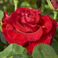 'Courage'™ Rosa X 'Courage'™ (Storblomstrende) A-Kvalitet,- Barrods Roser Min. 3 Grene