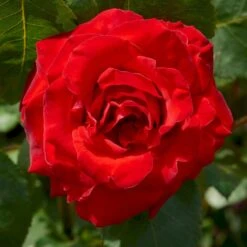 'Courage'™ Rosa X 'Courage'™ (Storblomstrende) A-Kvalitet,- Barrods Roser Min. 3 Grene -Osmoz Naturens Butik p2033 51242 rosa x courage storblomstrende be06